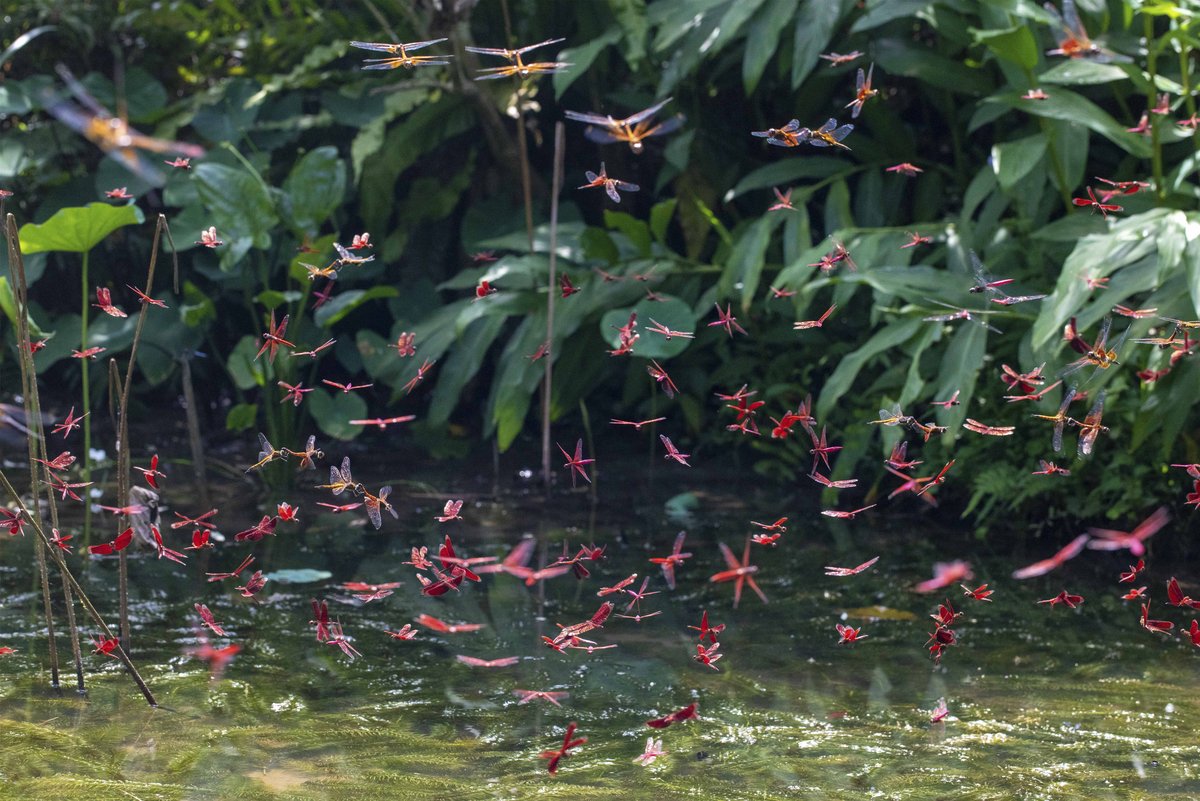 Dragonflies flying over a pond